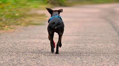 Protégez votre chien des fugues avec ces méthodes simples et pratiques !